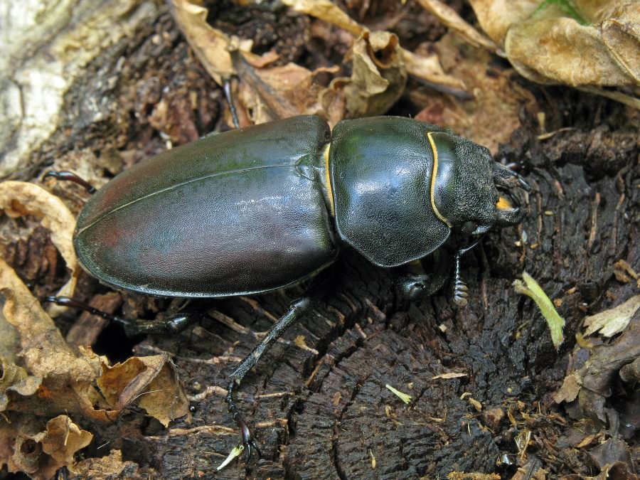 Lucanus cervus (Linnaeus, 1758)